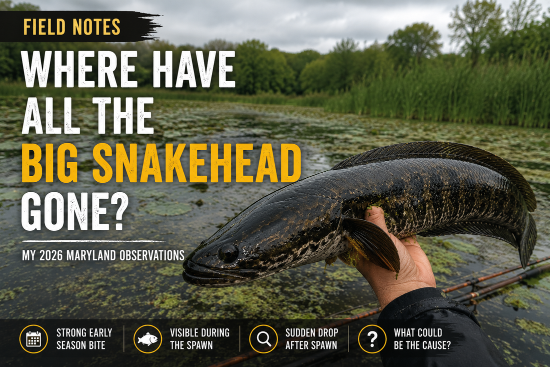 Where Have All the Big Snakehead Gone? | Field Notes from Maryland (July 2026)